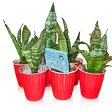 Snake Plant (Dracaena trifasciata) | Easy-Care Indoor Houseplant