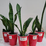 Snake plant / Dracaena Trifasciat