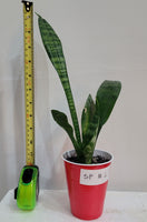 Snake plant / Dracaena Trifasciat