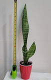 Snake plant / Dracaena Trifasciat