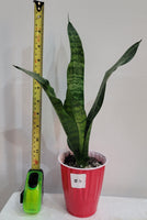 Snake plant / Dracaena Trifasciat