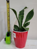 Snake plant / Dracaena Trifasciat